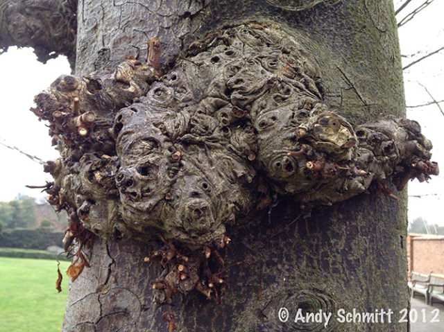 A growth springing from a tree takes the shape of a being escaping from the core of the tree